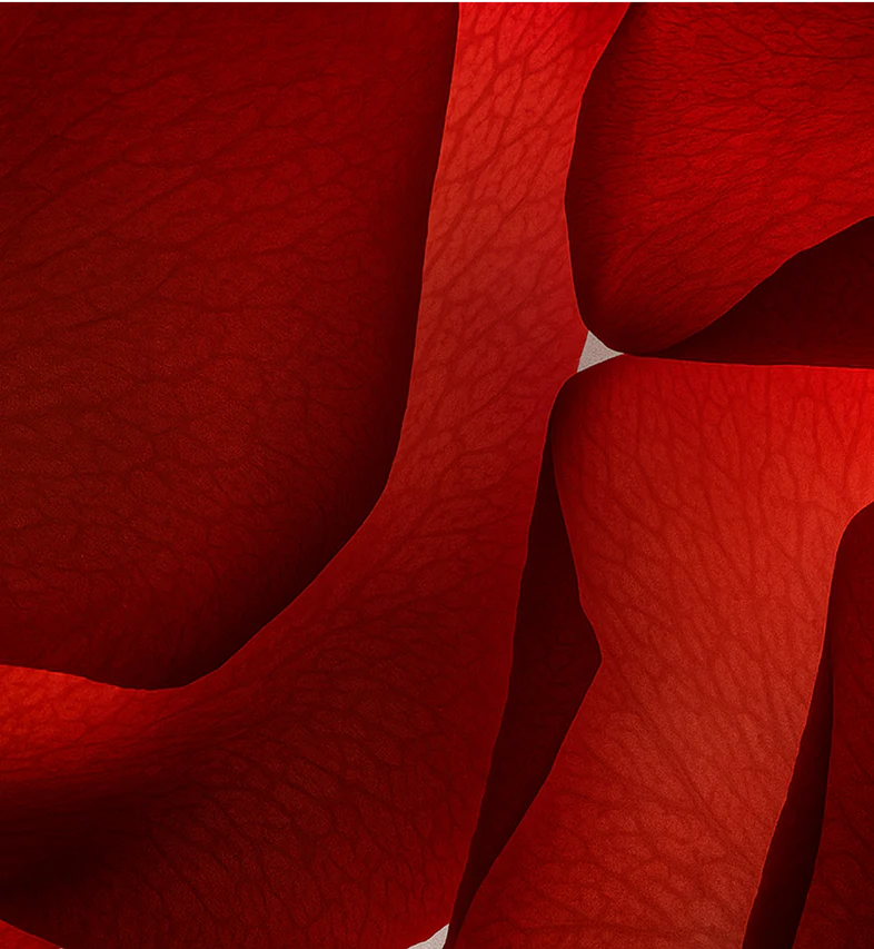 Sahara Rose 10ml - Image 6
